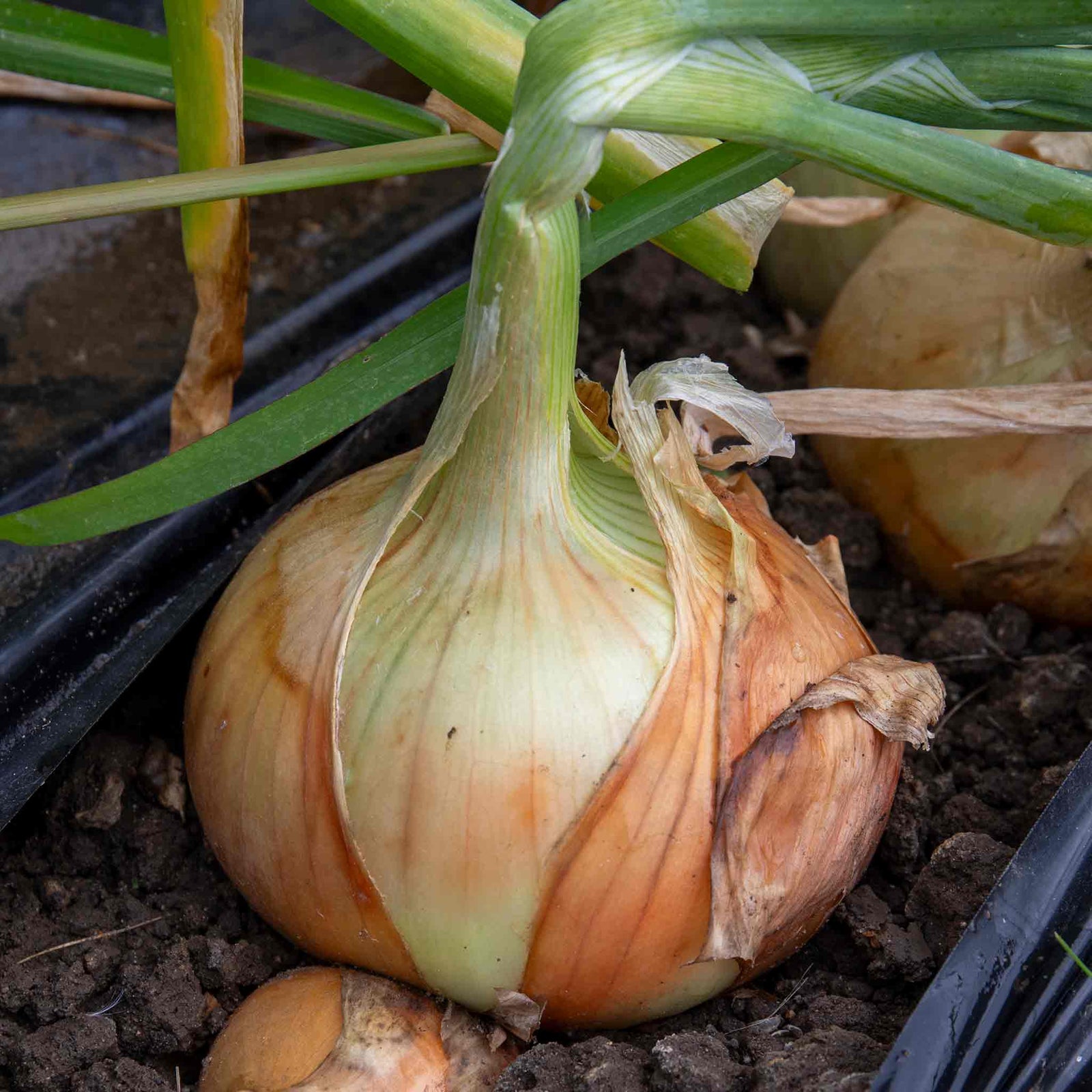 Bolt Resistant Onion Sets - Rumba, Karmen, Corrado | Set of 60
