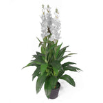 100cm Artificial Cymbidium Orchid Plant Extra Large White Flowers