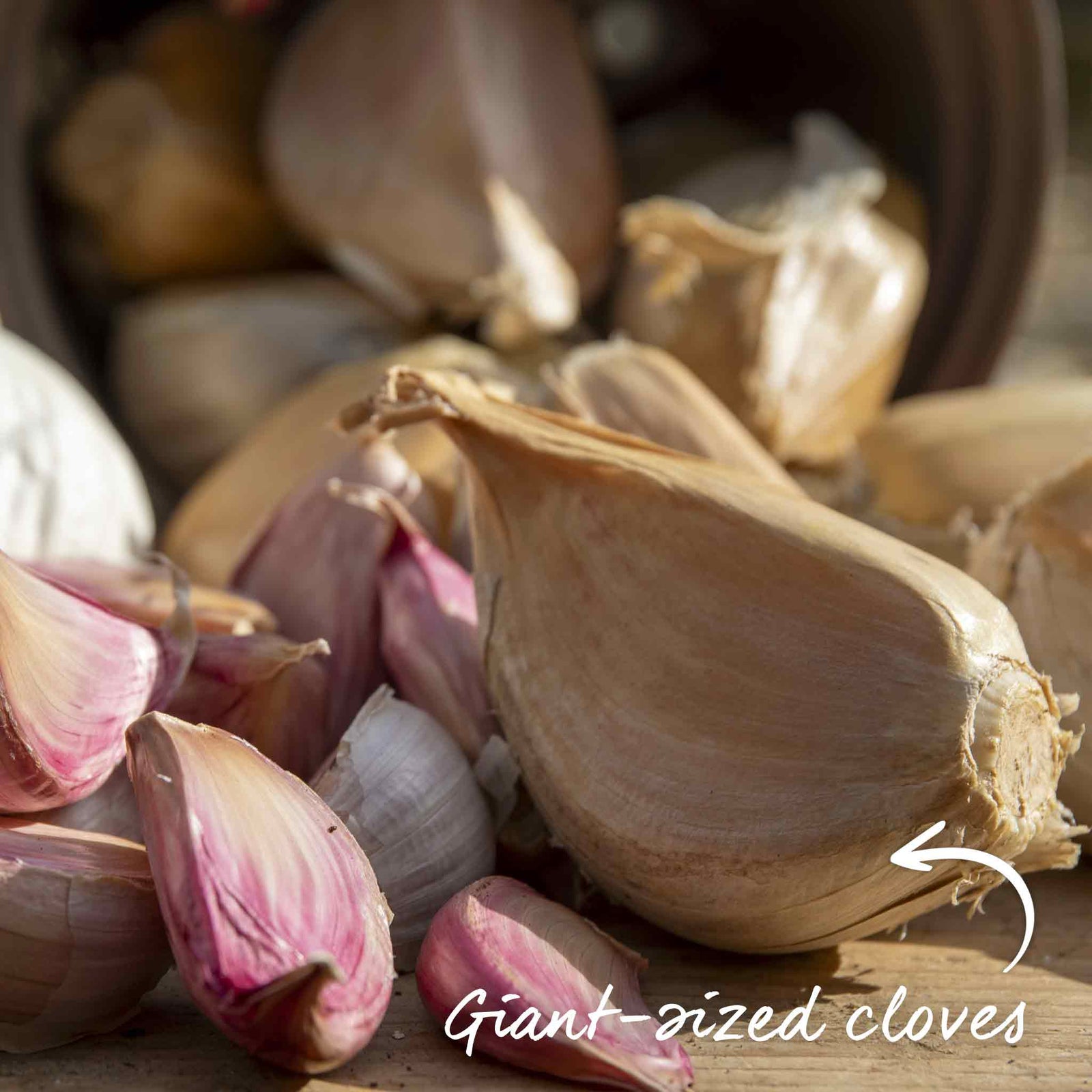 Elephant Garlic - Spring Planting, Mild Large Cloves | Set-of-6 | Multi
