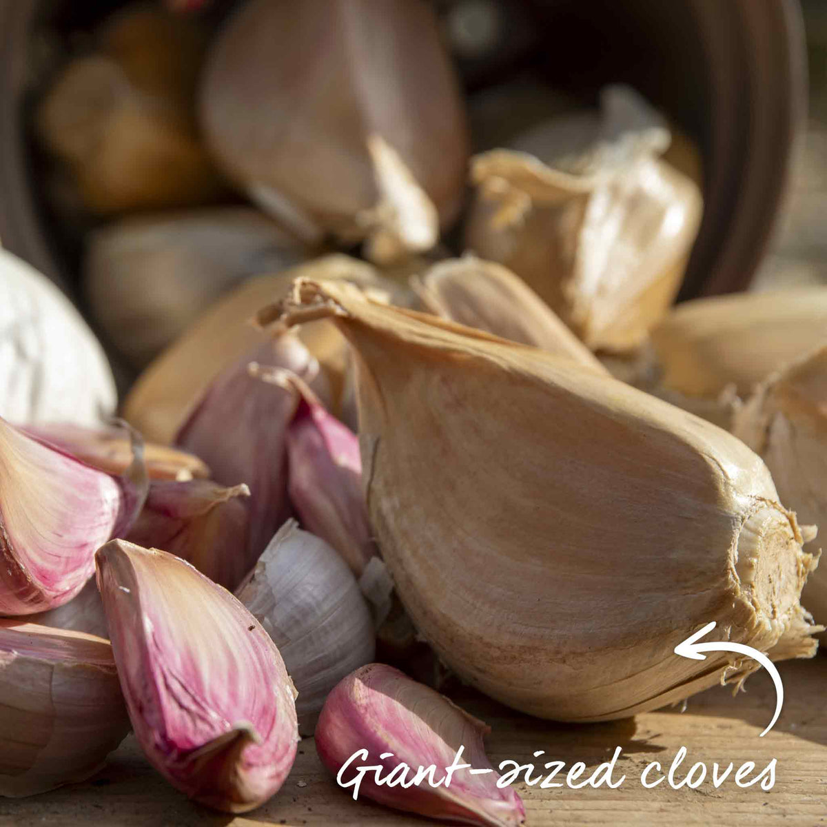 Elephant Garlic - Spring Planting, Mild Large Cloves | Set of 12 | Multi