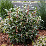 Sarcococca Hookeriana 'winter Gem' - Hardy Evergreen Fragrant Shrub | 1 x 5L | Red & White