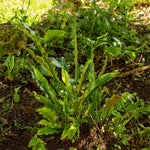Hart's Tongue Fern (asplenium Scolopendrium) Plant- Evergreen Shade-tolerant | 1 x 2L | Green