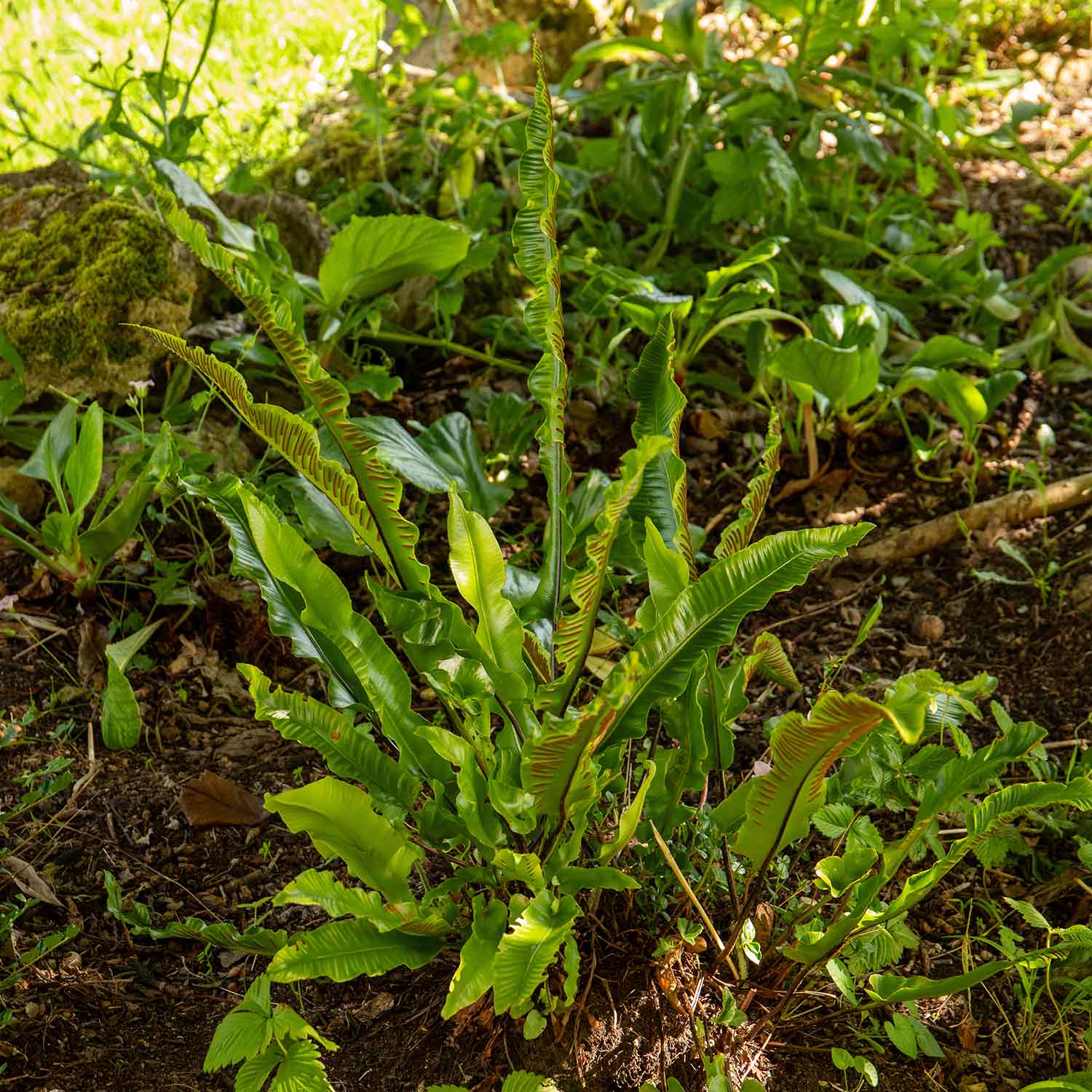 Hart's Tongue Fern (asplenium Scolopendrium) Plant- Evergreen Shade-tolerant | 1 x 2L | Green