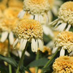 Hayloft Echinacea Purpurea Collection - Zingy Yellow, Orange And Pink In 9cm Pots