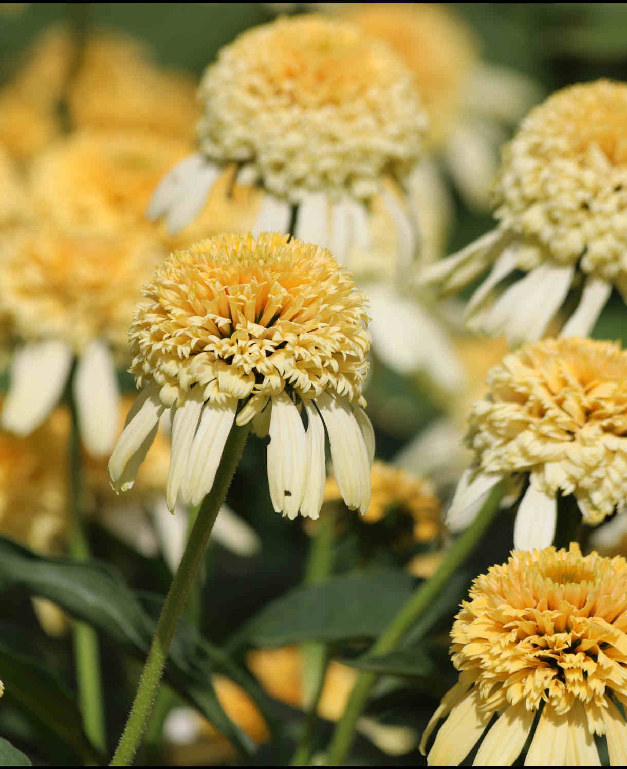 Hayloft Echinacea Purpurea Collection - Zingy Yellow, Orange And Pink In 9cm Pots