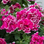 Petunia Tumbelina Anna - Double Rose-pink Trailing Petunia | 12 x Plug Plants | Multi