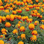 French Marigold 'tiger Eyes' | 250 Seeds