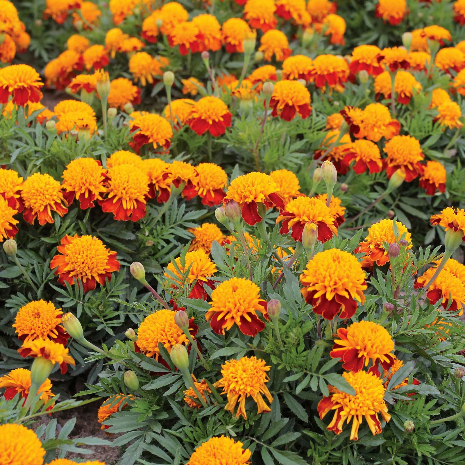 French Marigold 'tiger Eyes' | 250 Seeds