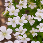 Timeless Hardy Geranium Collection - Bare roots | Set-of-6 | Multi Colour