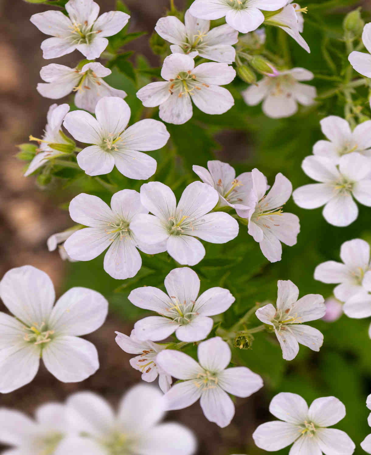 Timeless Hardy Geranium Collection - Bare roots | Set-of-6 | Multi Colour