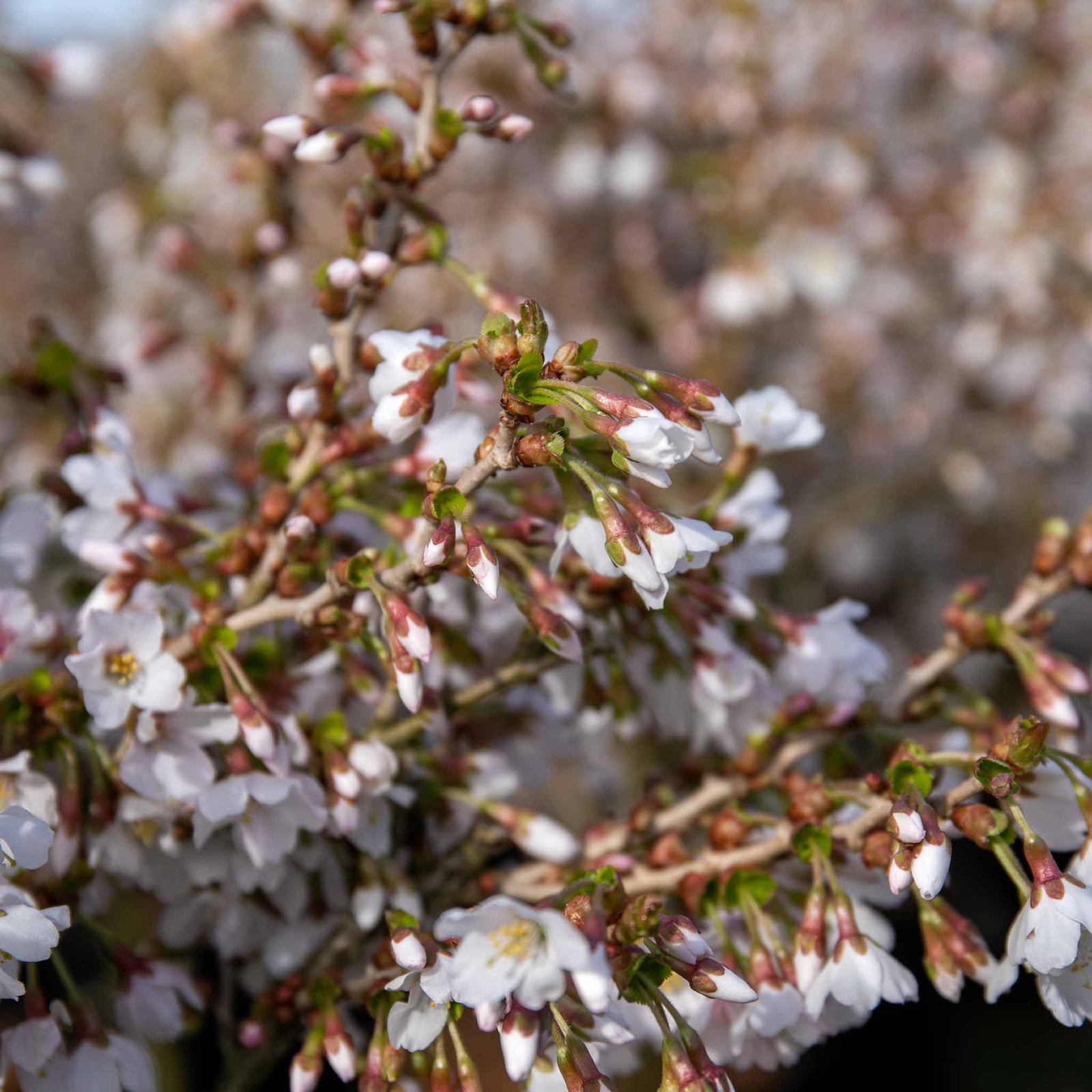 Flowering Cherry 'kojo-no-mai' Compact 2.5m Tree Rhs Agm | 1 x 3L | Pink & White