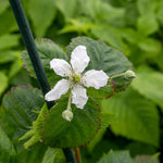 Blackberry 'loch Tay' - Thornless, Compact, High-yield 2 Litre Plants | Set of 1 | Multi