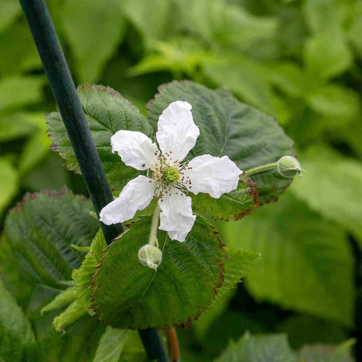 Blackberry 'loch Tay' - Thornless, Compact, High-yield 2 Litre Plants | Set of 1 | Multi