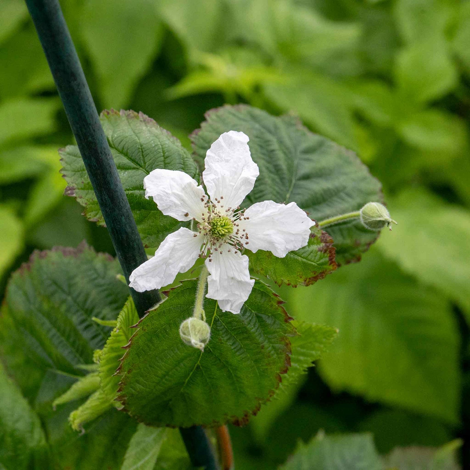 Blackberry 'loch Tay' - Thornless, Compact, High-yield 2 Litre Plants | Set-of-3 | Multi