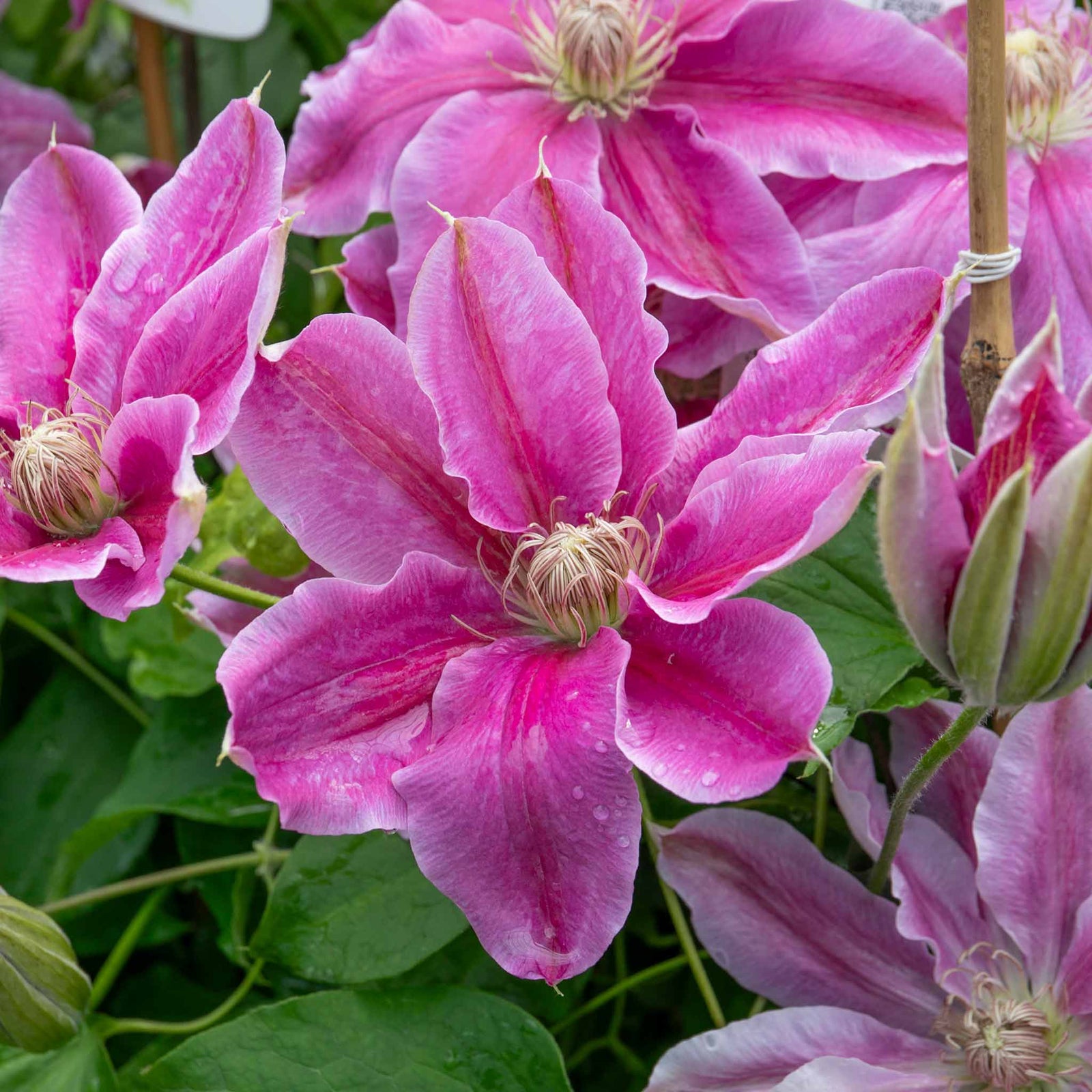 Clematis 'bees Jubilee' Deep Pink Early-flowering Climber | 1 x 2L | Pink