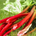 3x Large Rhubarb Plant Crowns 'timperley Early' Fruit Plants