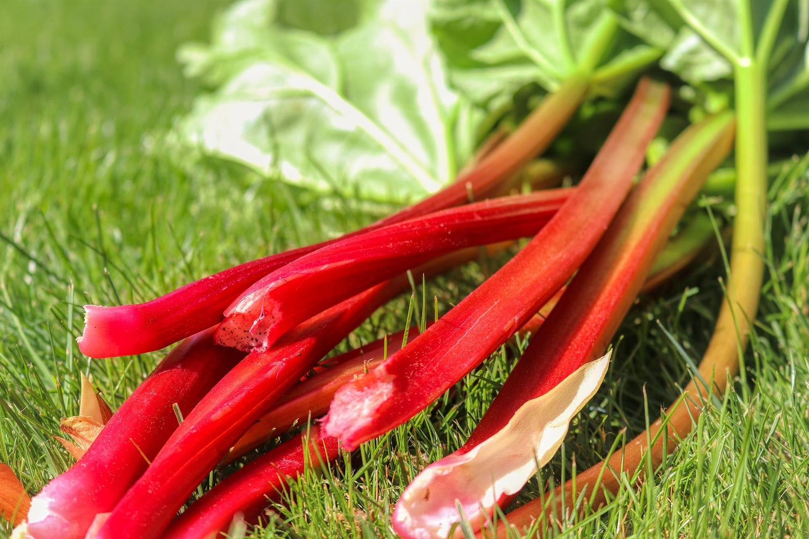 3x Large Rhubarb Plant Crowns 'timperley Early' Fruit Plants