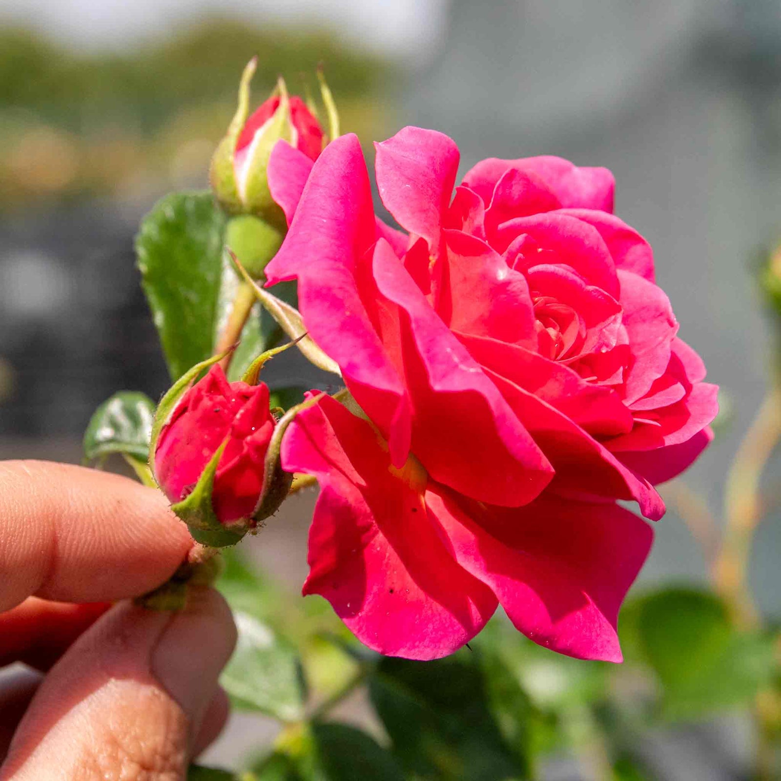 Rose 'starlight Express' (climbing, Fragrant, Dark Pink) Bare Root | 1 x Bare Root | Pink