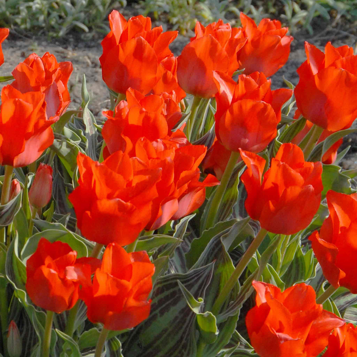Tulip Bulbs 'red Riding Hood' (greigii) 10 Bulbs | 10 x Bulbs | Red