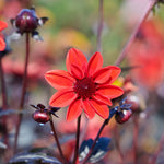Dahlia 'pulp Ficiton' - 3l Pot | 1 x 3L | Red