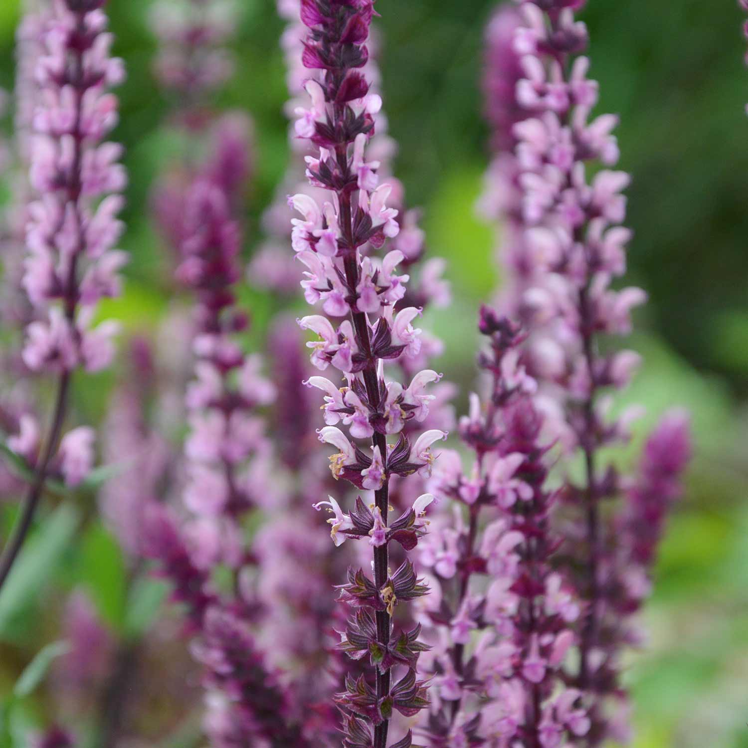 Salvia Plant Caradonna 'pink Inspiration' 70cm | 6 x Jumbo Plugs | Pink