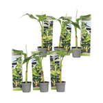 Hardy Banana - Musa Basjoo - Height 25-40cm - ⌀9cm | Set of 6 | Yellow