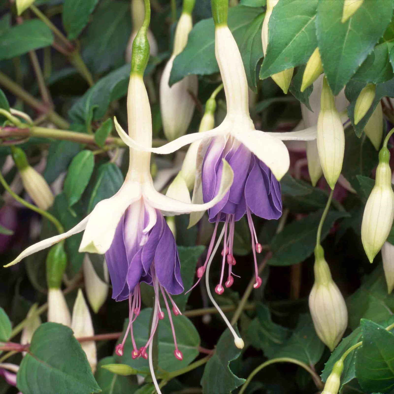 Fuchsia 'carmel Blue' Double-flowered Hanging Basket Plant | 12 x Plug Plants | Multi