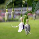 Fuchsia 'deltas Sarah' - Hardy Blue And White Flowering Fuchsia | 6 x Garden Ready Plugs | Blue & White