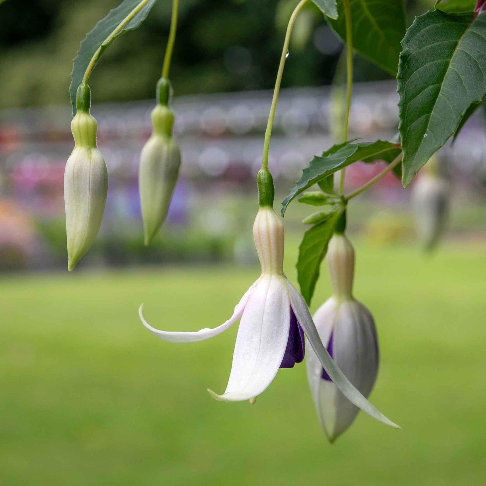Fuchsia 'deltas Sarah' - Hardy Blue And White Flowering Fuchsia | 6 x Garden Ready Plugs | Blue & White