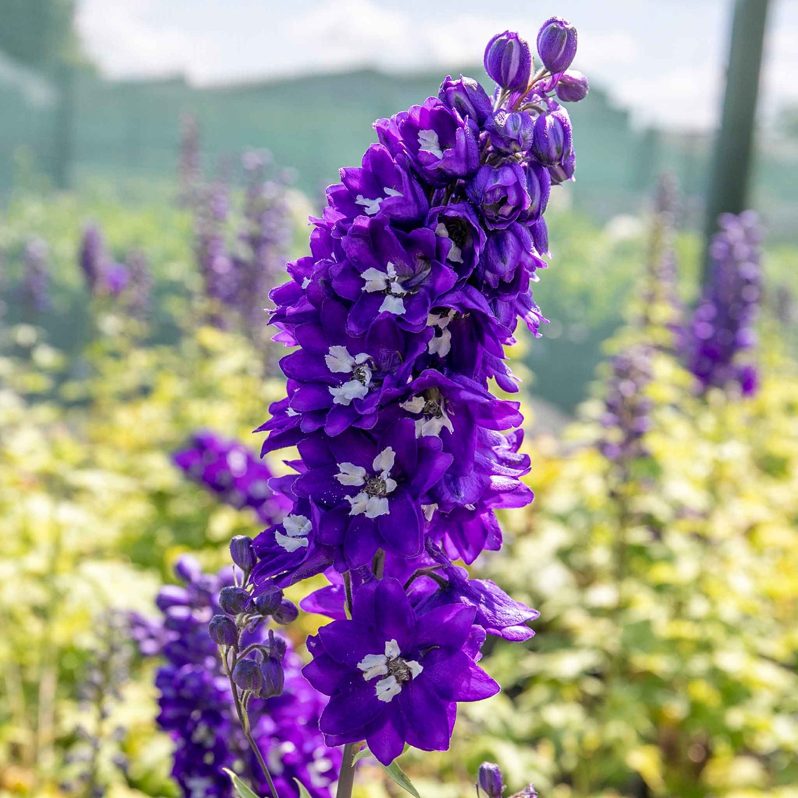 Delphinium 'magic Fountains Mix' Dwarf No-stake Perennial | 3 x Jumbo Plug Plants | Multi