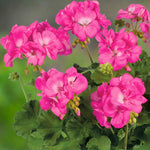 Geranium 'galaxy Rose' - Pink Zonal Plug Plants | 12 x Plug Plants | Pink