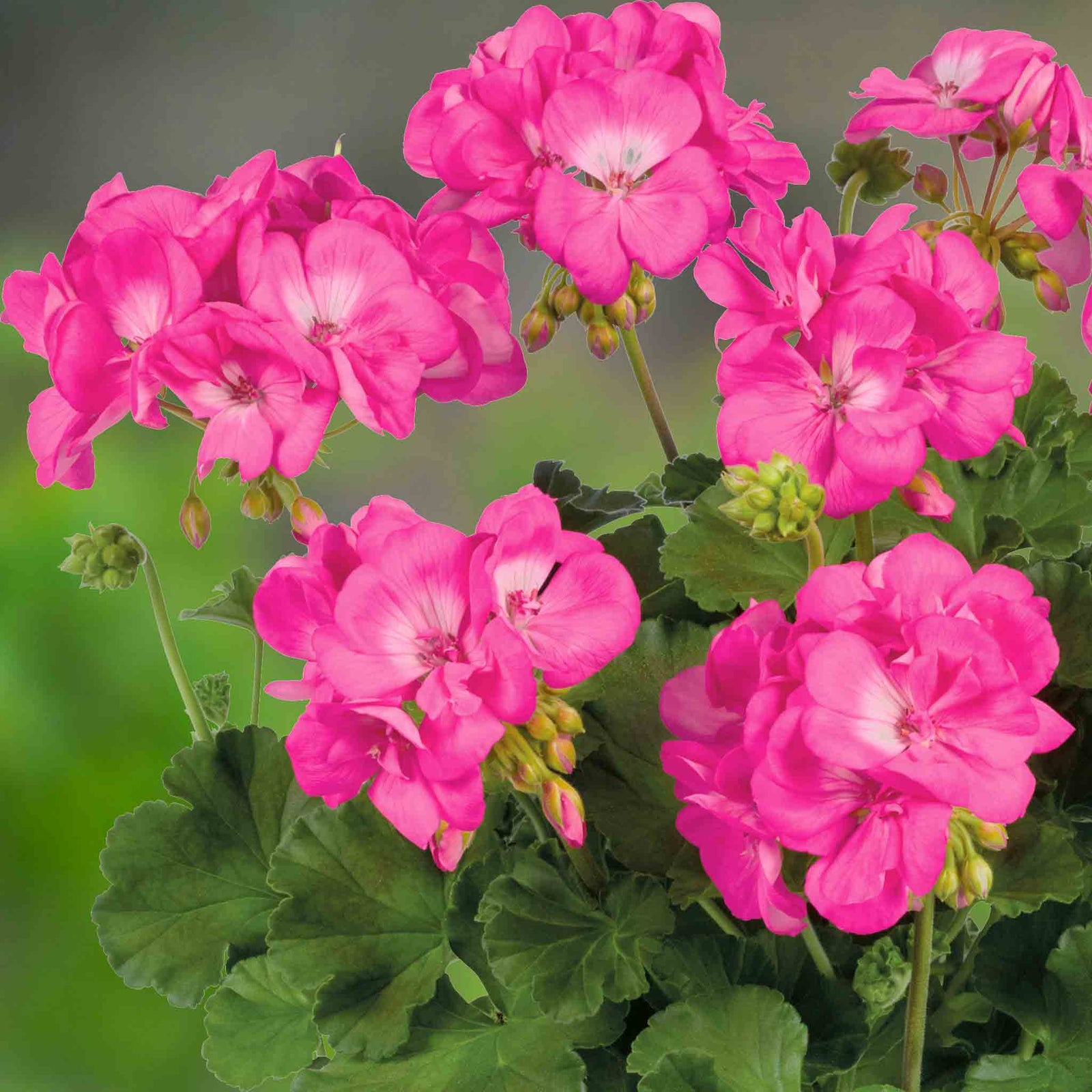 Geranium 'galaxy Rose' - Pink Zonal Plug Plants | 12 x Plug Plants | Pink