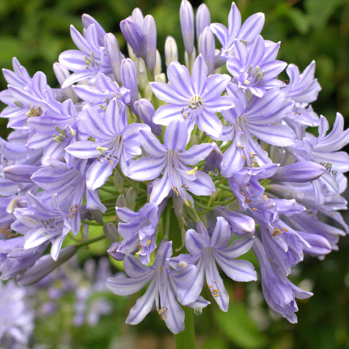 Agapanthus Africanus 'glen Avon' - 9cm Pots | 1 x 9cm | Blue
