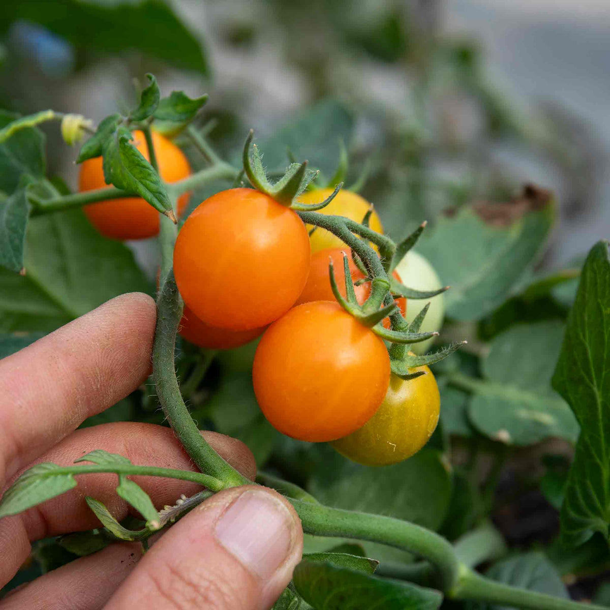 Tiny Temptations Orange Bush Tomato 9cm Plants | Set of 3