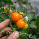 Tiny Temptations Orange Bush Tomato 9cm Plants | Set of 6