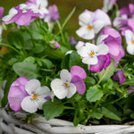 Marshalls Garden Viola 'sorbet Pink Wings' - Garden Ready Plugs