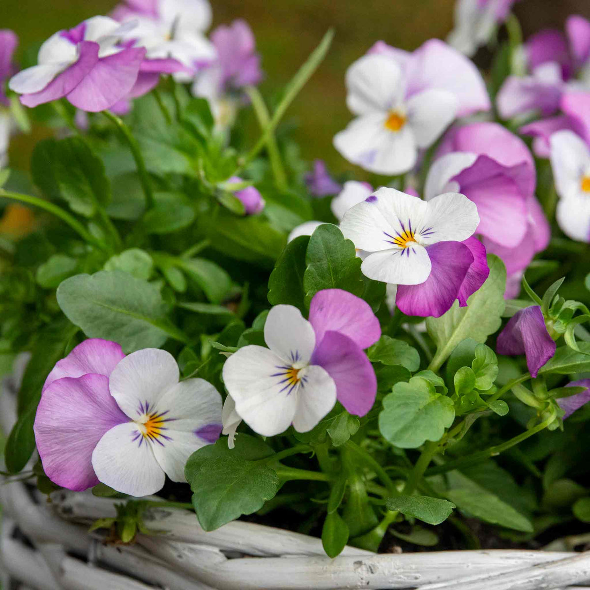 Marshalls Garden Viola 'sorbet Pink Wings' - Garden Ready Plugs