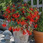 Begonia Groovy Orange F1 | 8 Seeds | Orange