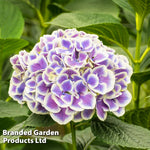 Hydrangea Bicolor Bavaria 10.5cm Potted Plant | Set of 1