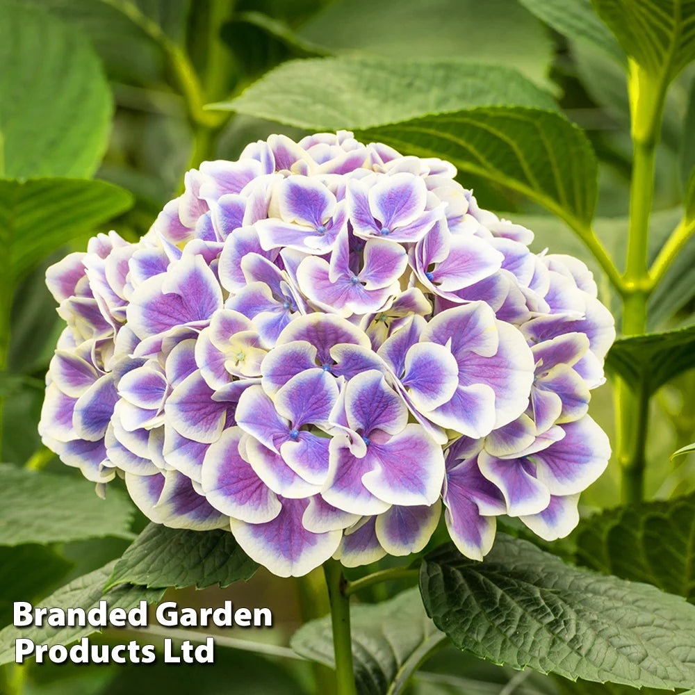 Hydrangea Bicolor Bavaria 10.5cm Potted Plant | Set of 2
