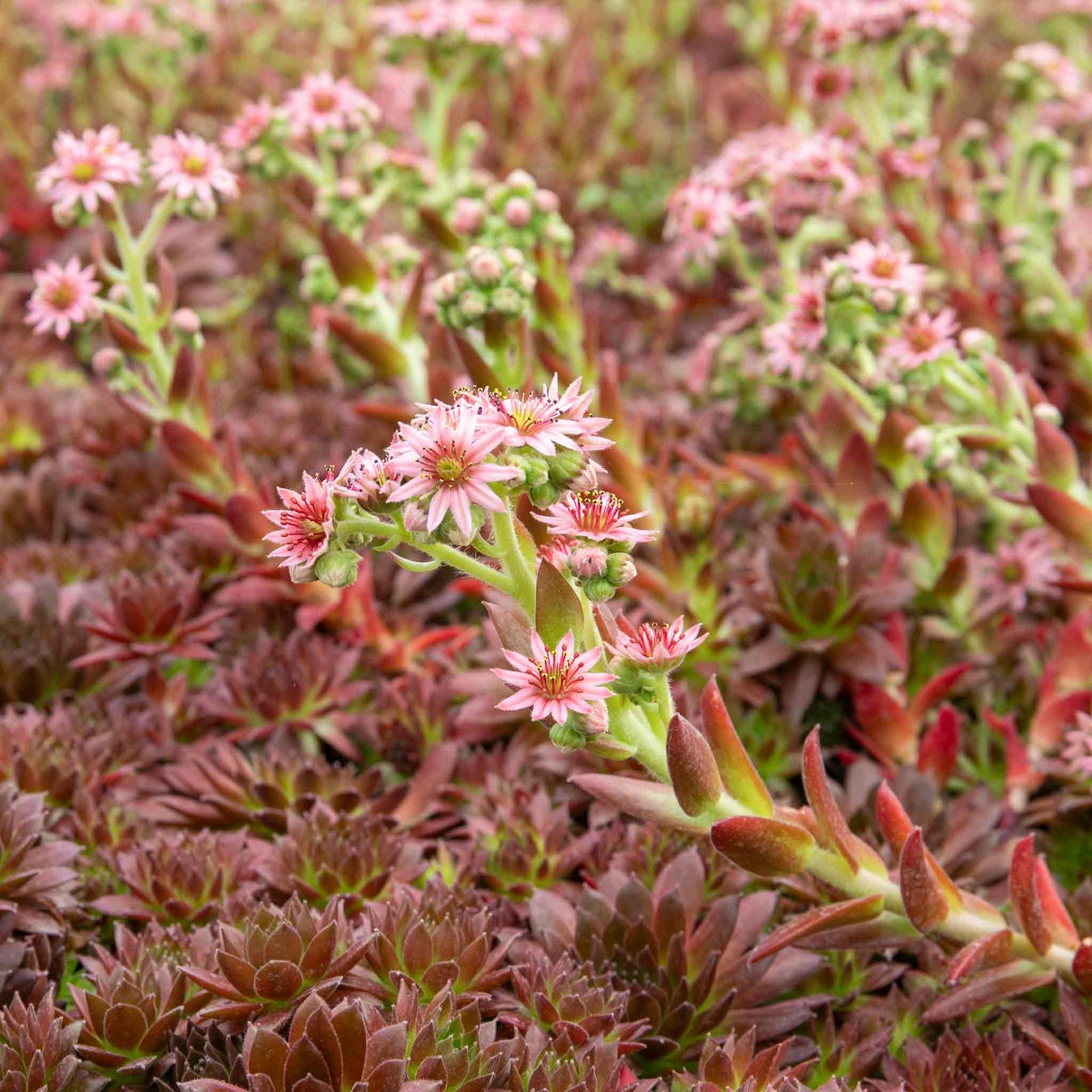 Sempervivum 'coral Red' - Hardy, Drought-tolerant For Pots & Rock Gardens | 1 x 9cm | Multi