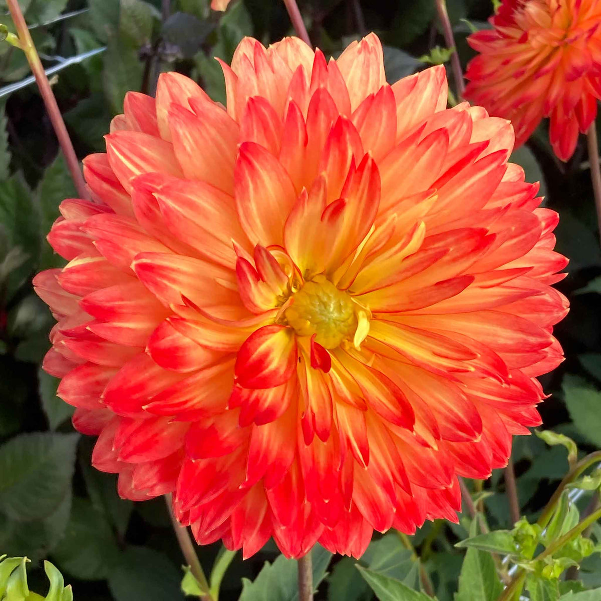Dahlia Tuber 'procyon' - Yellow & Orange, 90-120 Cm | Set of 1 | Orange & Yellow