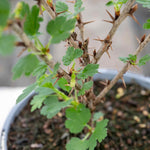 Gooseberry 'hinnonmaki Red' Tree-standard 120 Cm | 1 x Bare Root