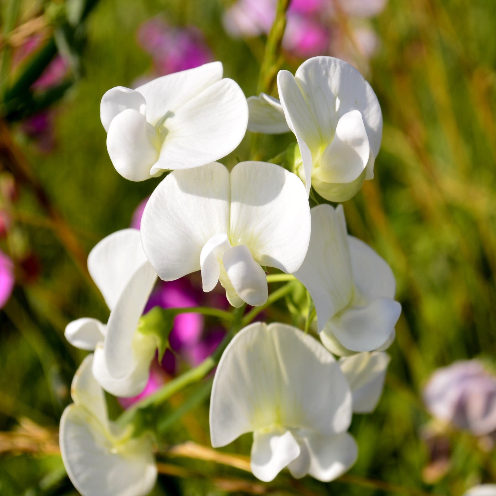 Lingering Lathyrus Collection | 6 x Plug Plants | Mixed