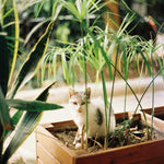 Umbrella Plant - 4 Pcs. - Cyperus Alternifolius - Height 40-50cm - ⌀14cm | Set of 4 | Green
