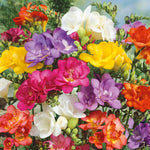 Freesia 'double Mix' Corms | 10 x Bulbs | Pink