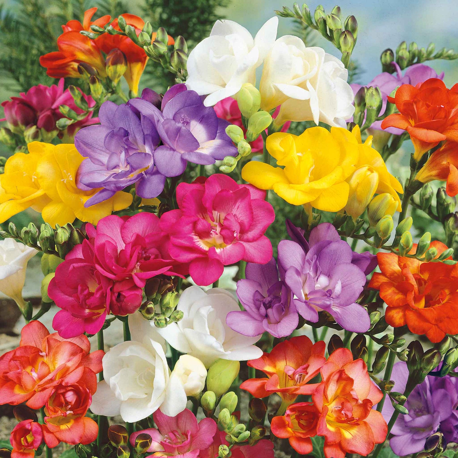 Freesia 'double Mix' Corms | 10 x Bulbs | Pink