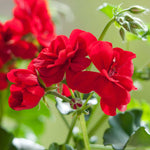 Geranium 'palladium Best Red F1' - Red Bedding Seedlings | 20 x Pro Grower Plugs | Red