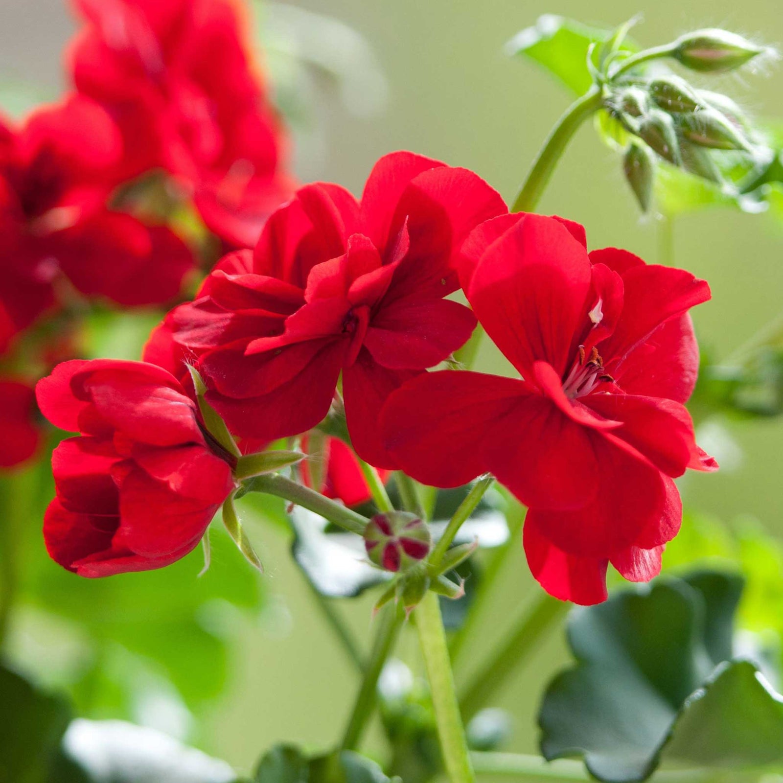Geranium 'palladium Best Red F1' - Red Bedding Seedlings | 60 x Pro Grower Plugs | Red