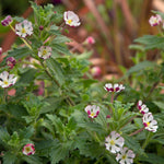 Zaluzianskya 'star Balsam' Night-scented Phlox, Fragrant Compact Perennial Plant | 3 x Jumbo Plugs | Multi